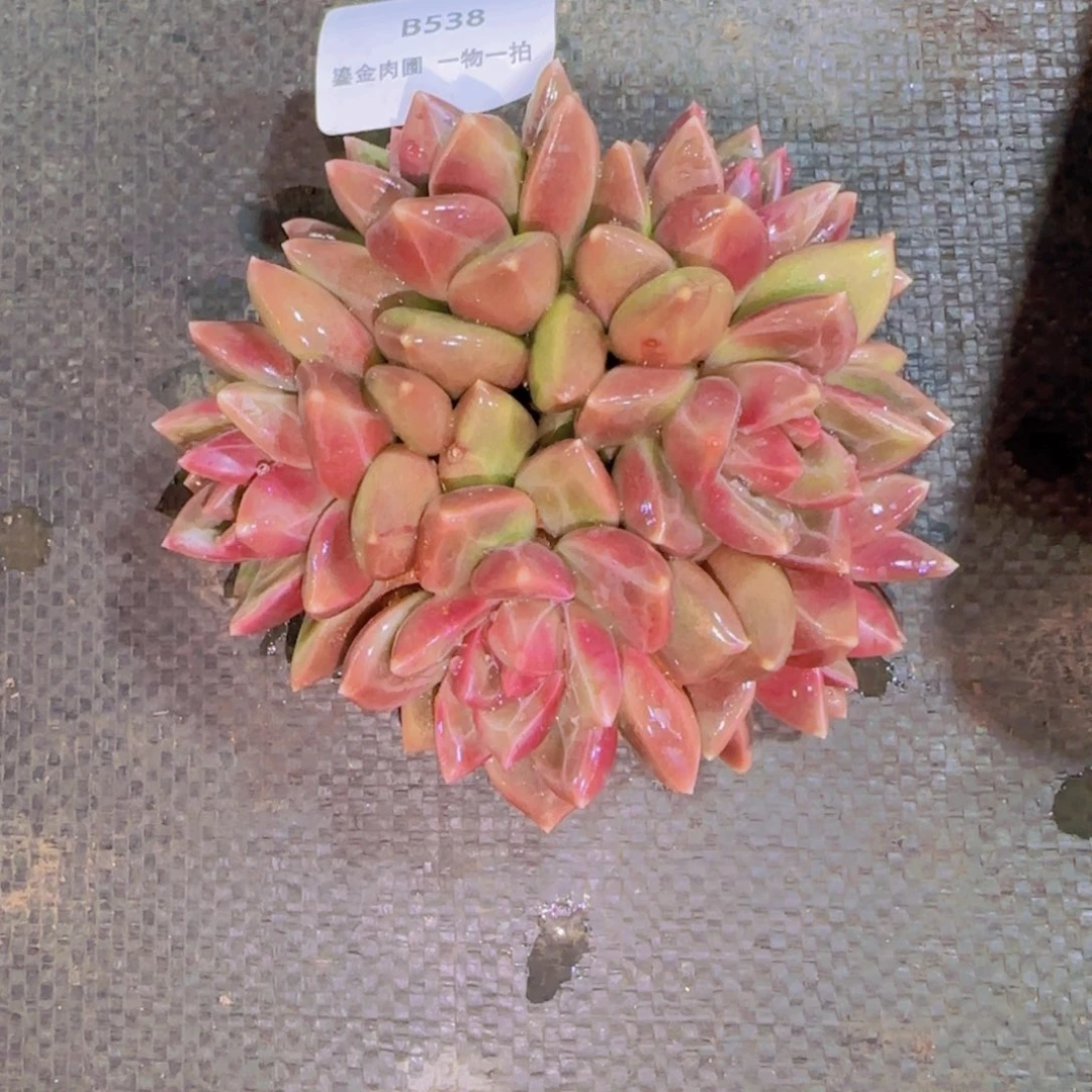 落***城B538迷雾泡泡6头