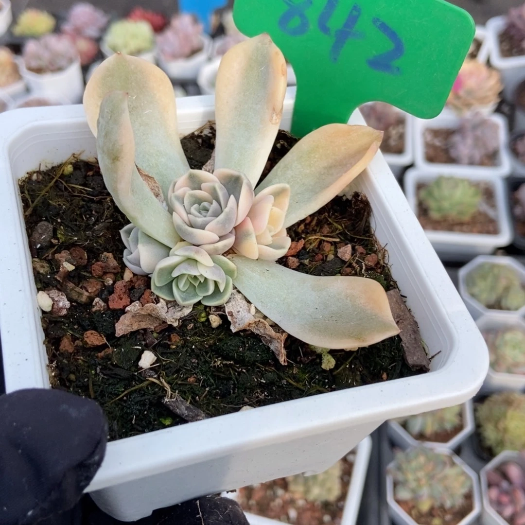 842汉堡锦多肉植物