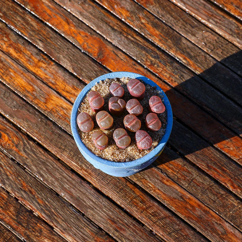 风铃玉c10 多肉植物稀有肉锥 番杏阳台组合盆栽