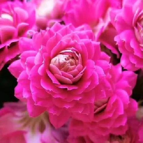 长寿花（紫珍珠）110盆