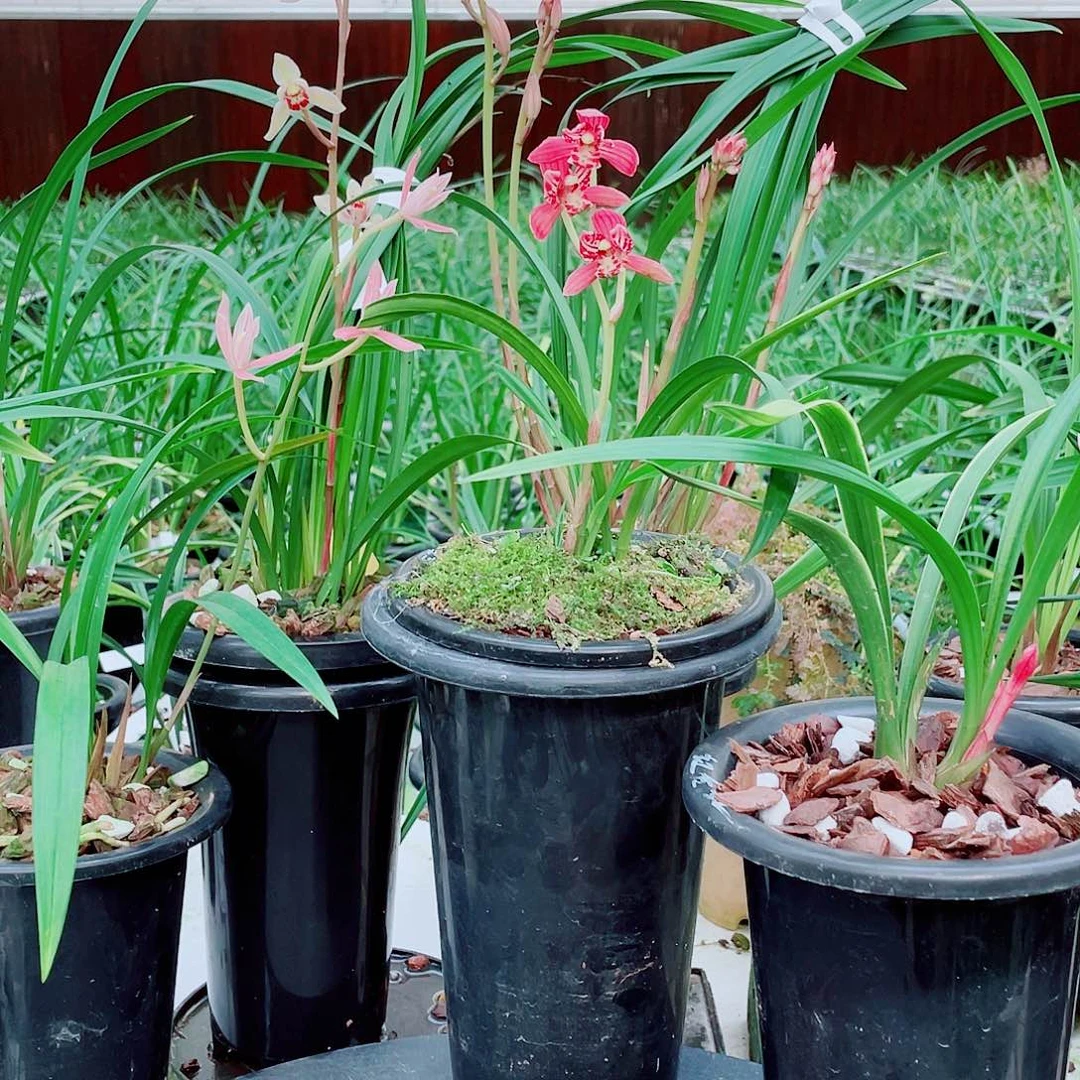 用***发完全开放一物一拍漂亮开花