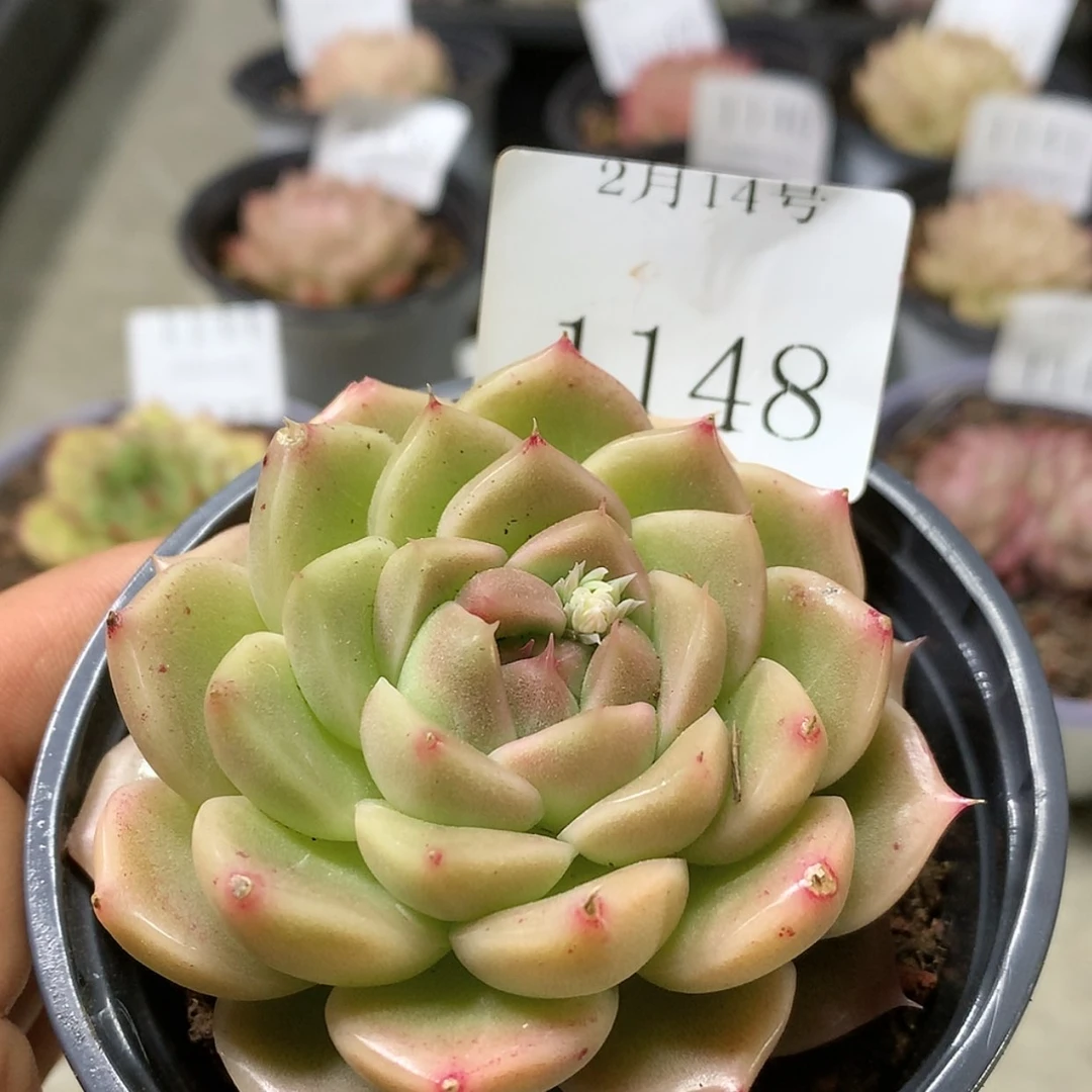 【闪购商品】云1148