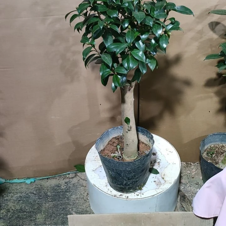 99黑椿，原盆原土发货，不包邮