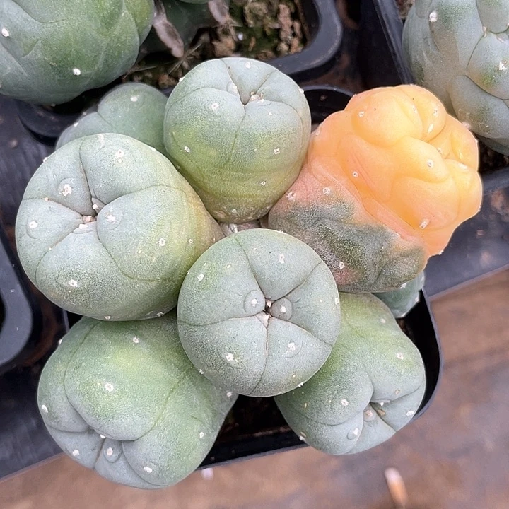 H****?仙人球花友专拍群