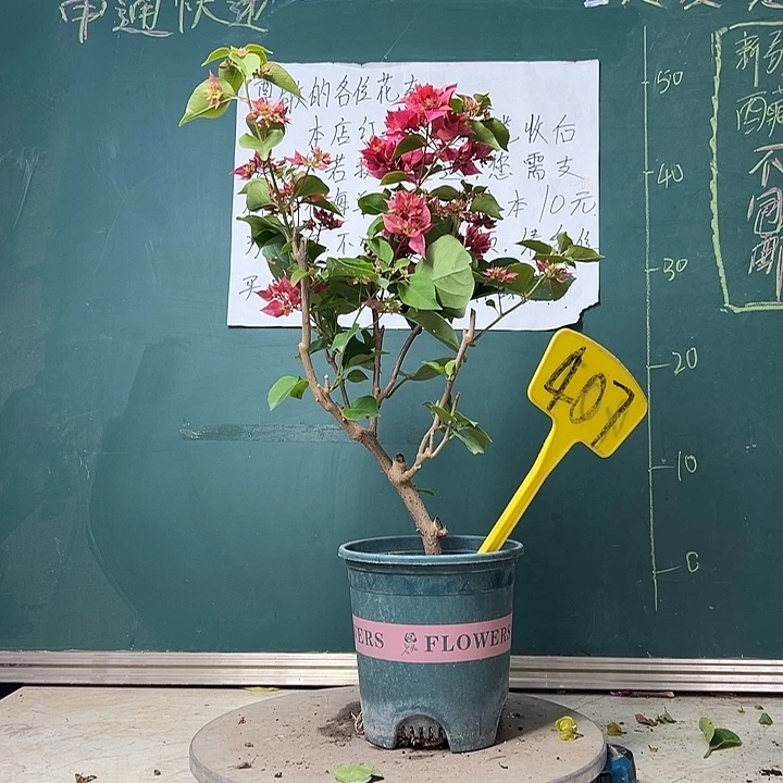 完全开放 弯杆  重瓣红 407