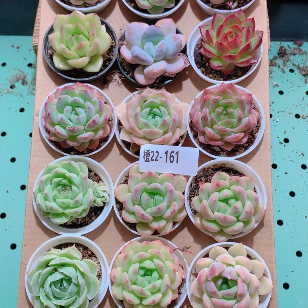 22-161一物一拍带盆18颗