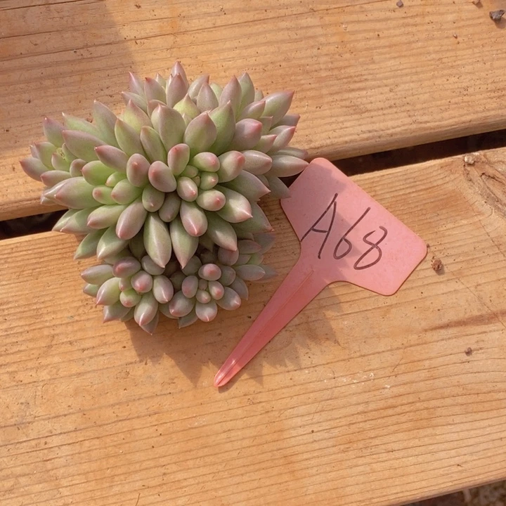 是因为她没有勇气跟