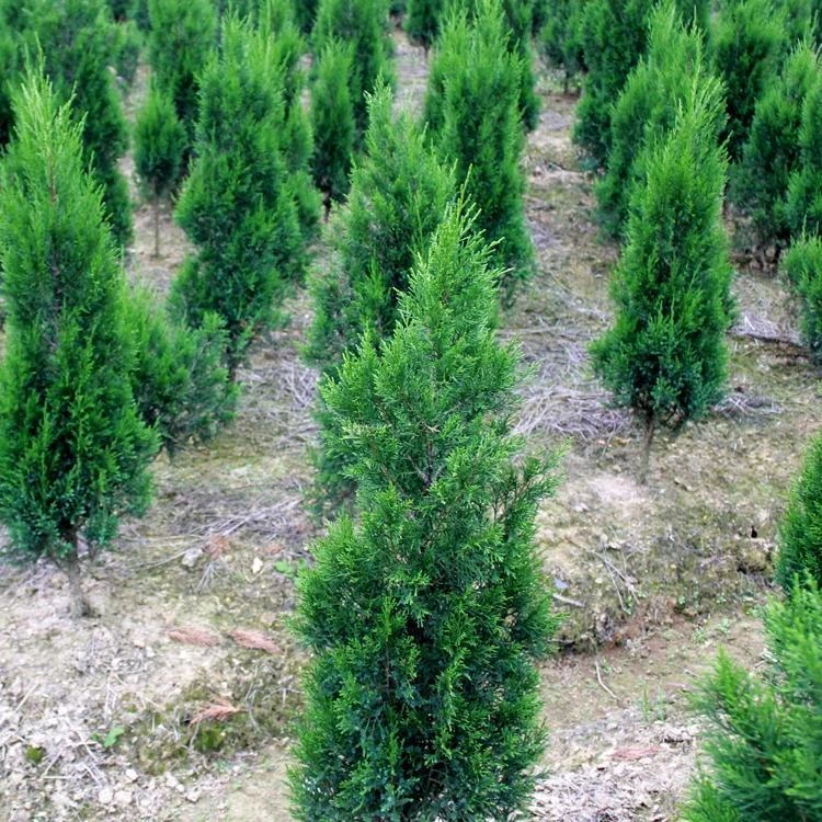 塔柏苗松树苗宝塔松柏树苗侧柏树苗松柏树苗绿化庭院四季常青树苗