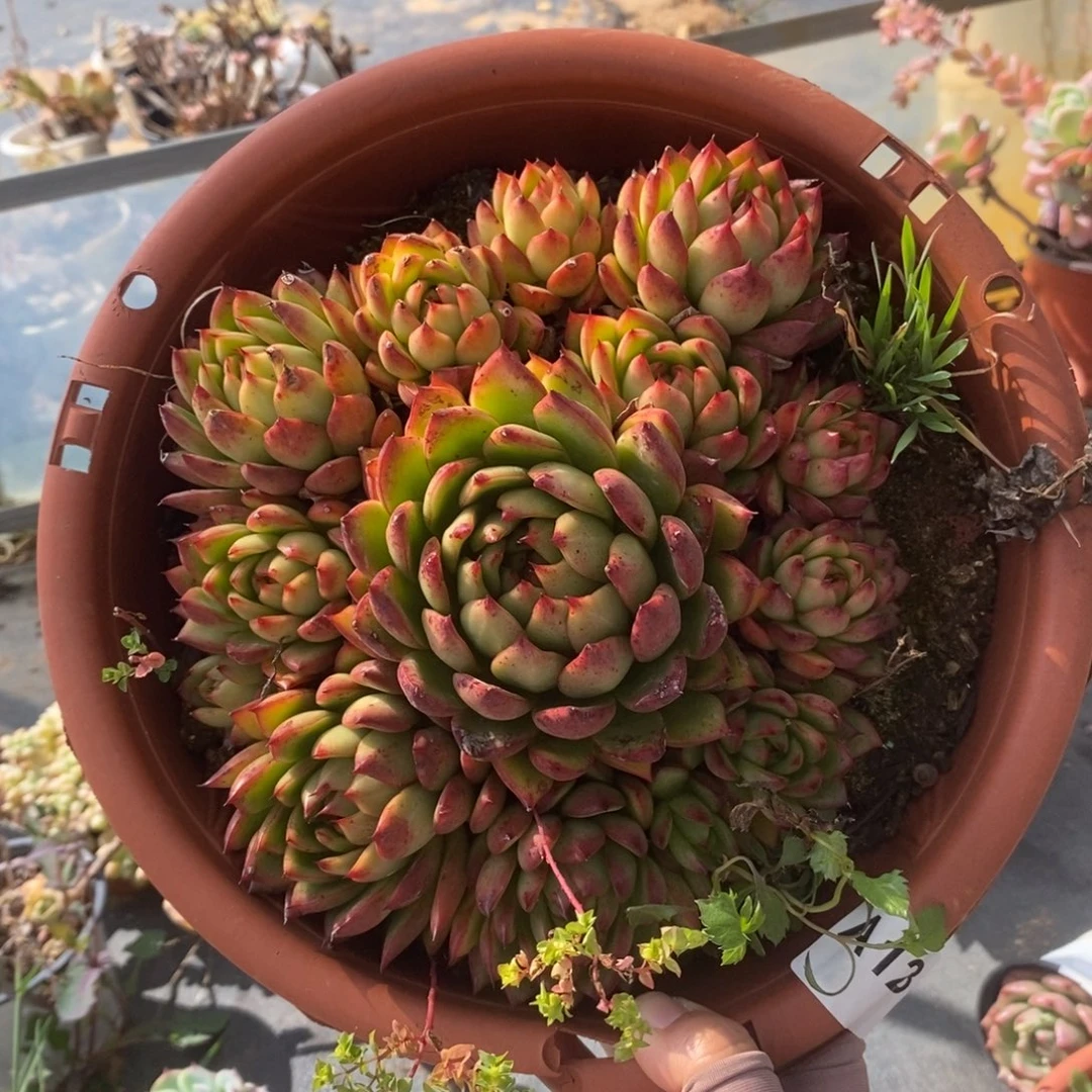 123玉杯东云一物一拍