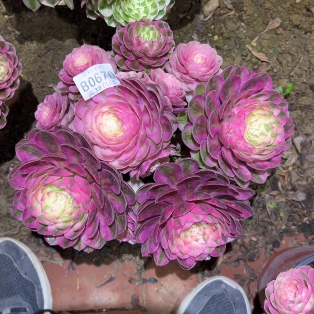 【闪购商品】670荔枝多肉