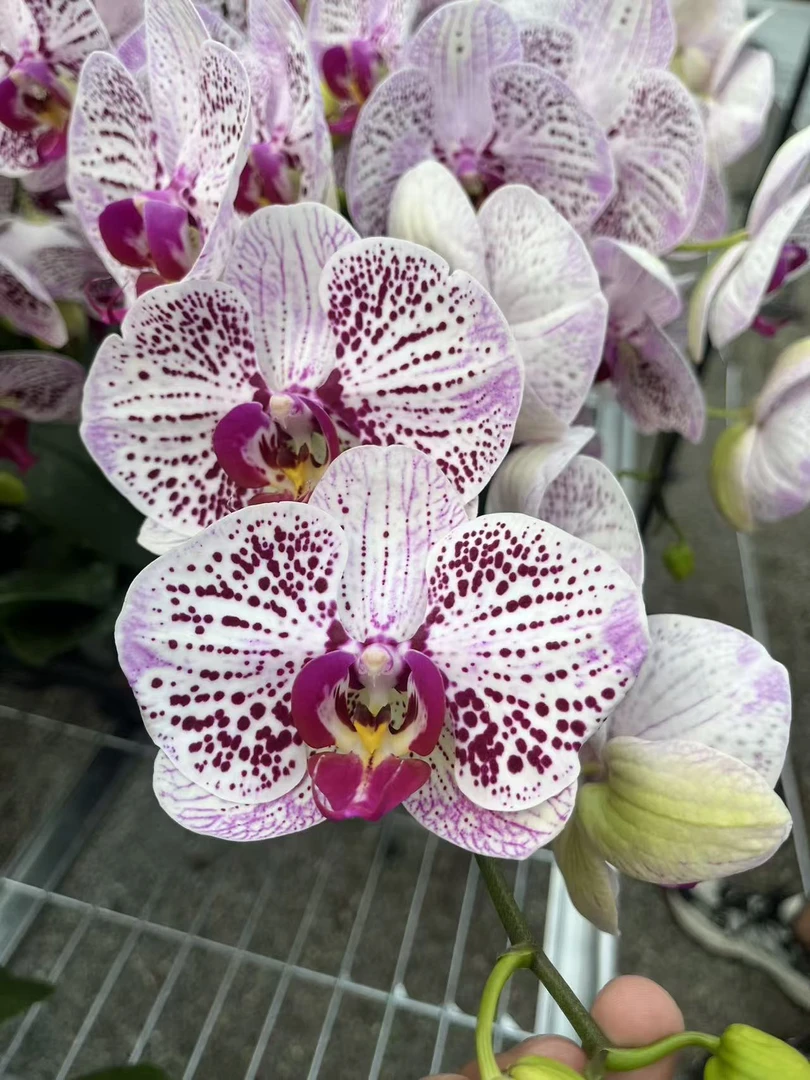 兰屿 LYSLAND【小龙王3.0寸】蝴蝶兰鲜花盆栽