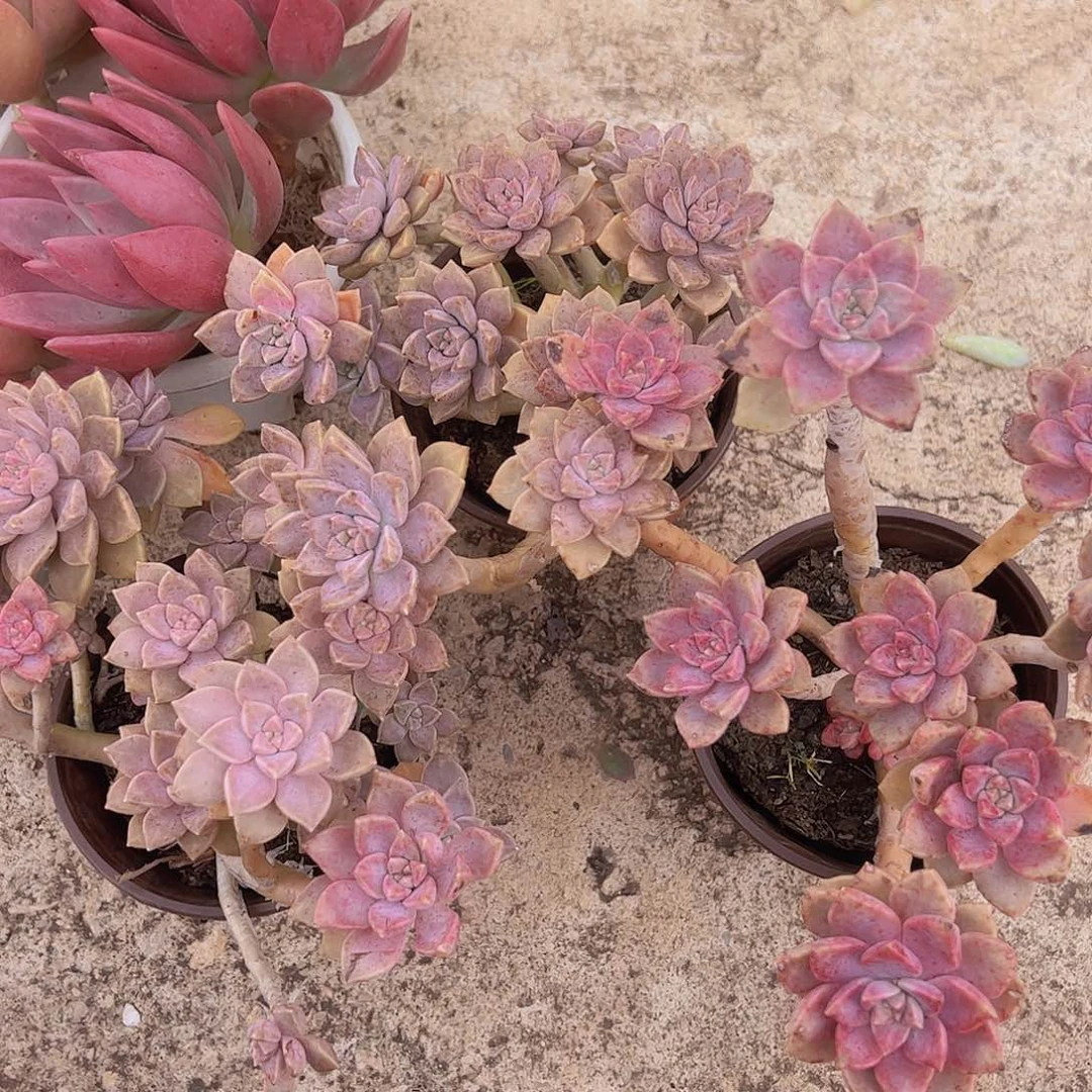 阿伦培多头造型精控二盆