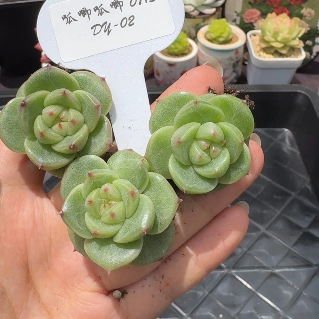 0713-02-无双珍妮