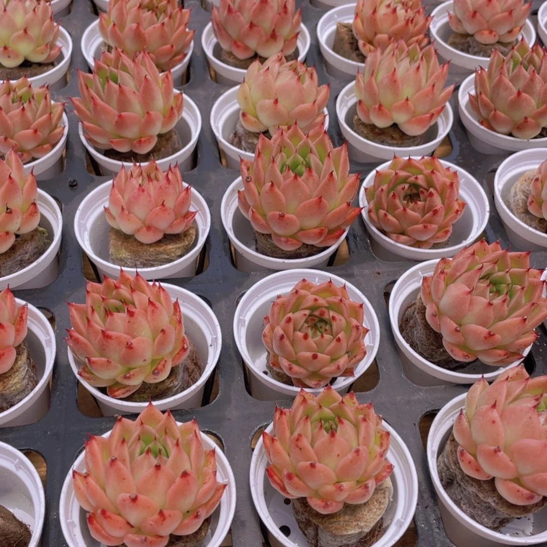 530号 青椒 间谍单头2个