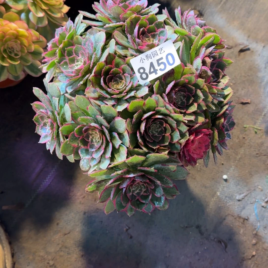啊*粉花妖多肉植物8450