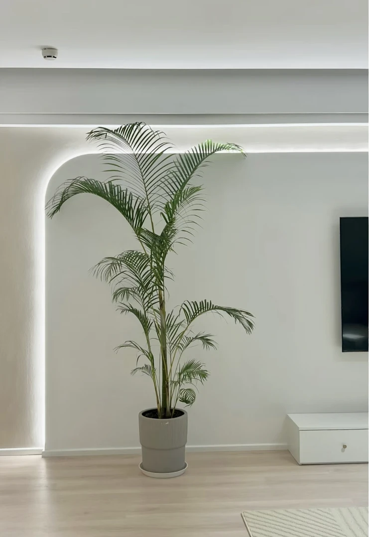 老桩凤尾竹客厅绿植盆栽室内落地散尾葵大型植物