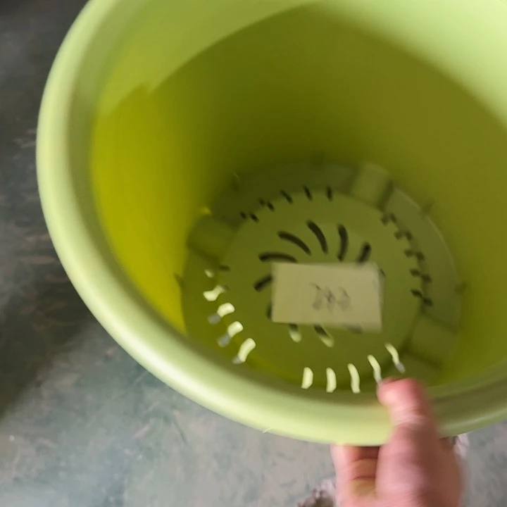 编号242瑕疵特价串色