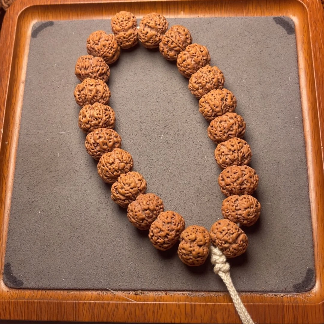 菩提9号金刚菩提矮壮梅花手持18+