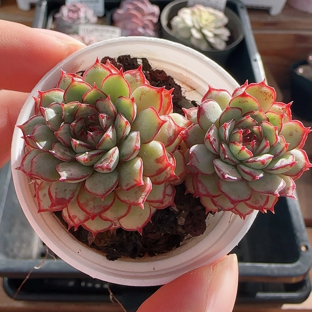 1107----106姬莲莲