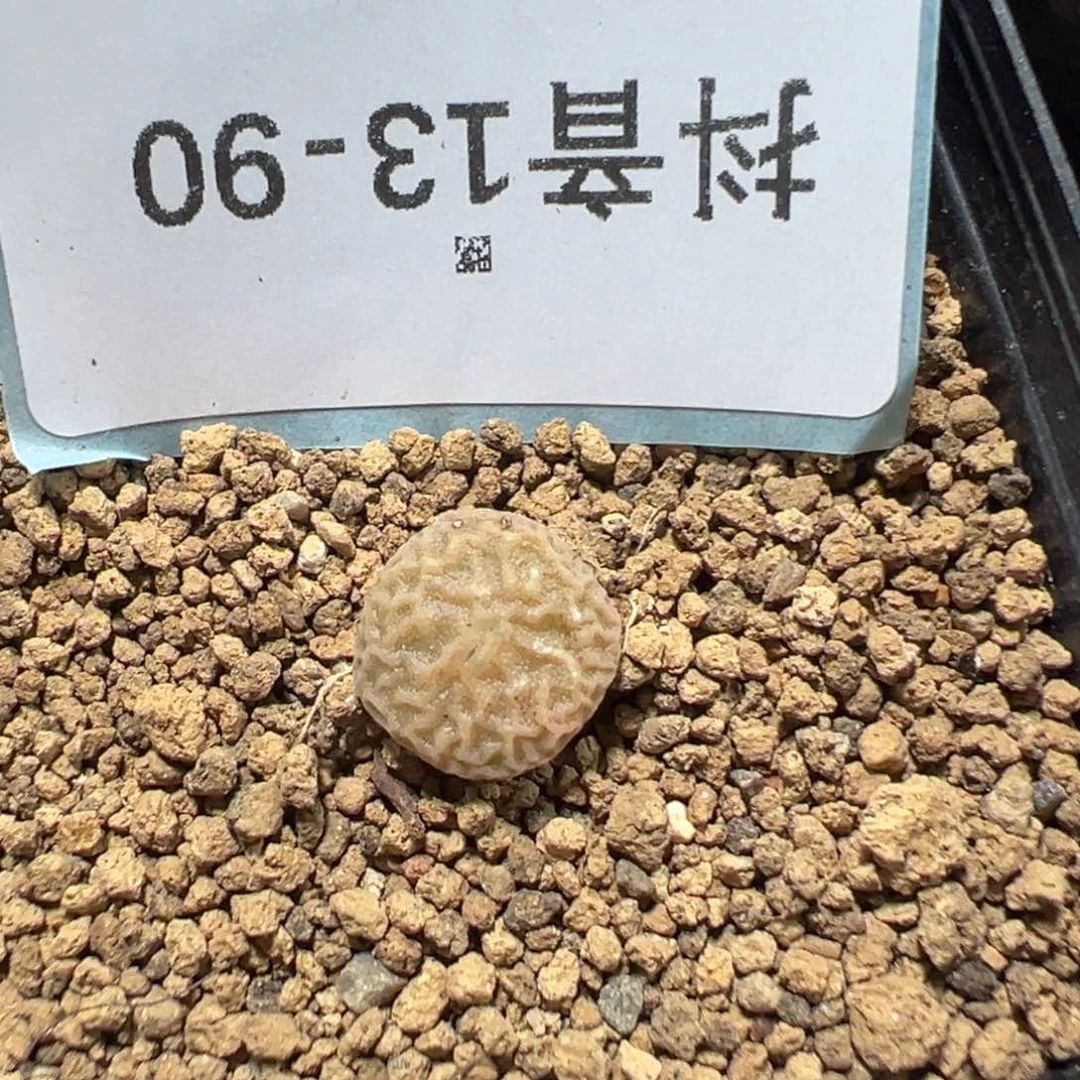 13-90肉锥多肉植物