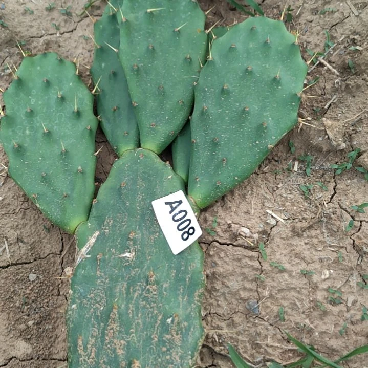 李***芳特大号嫁接专用夹1个