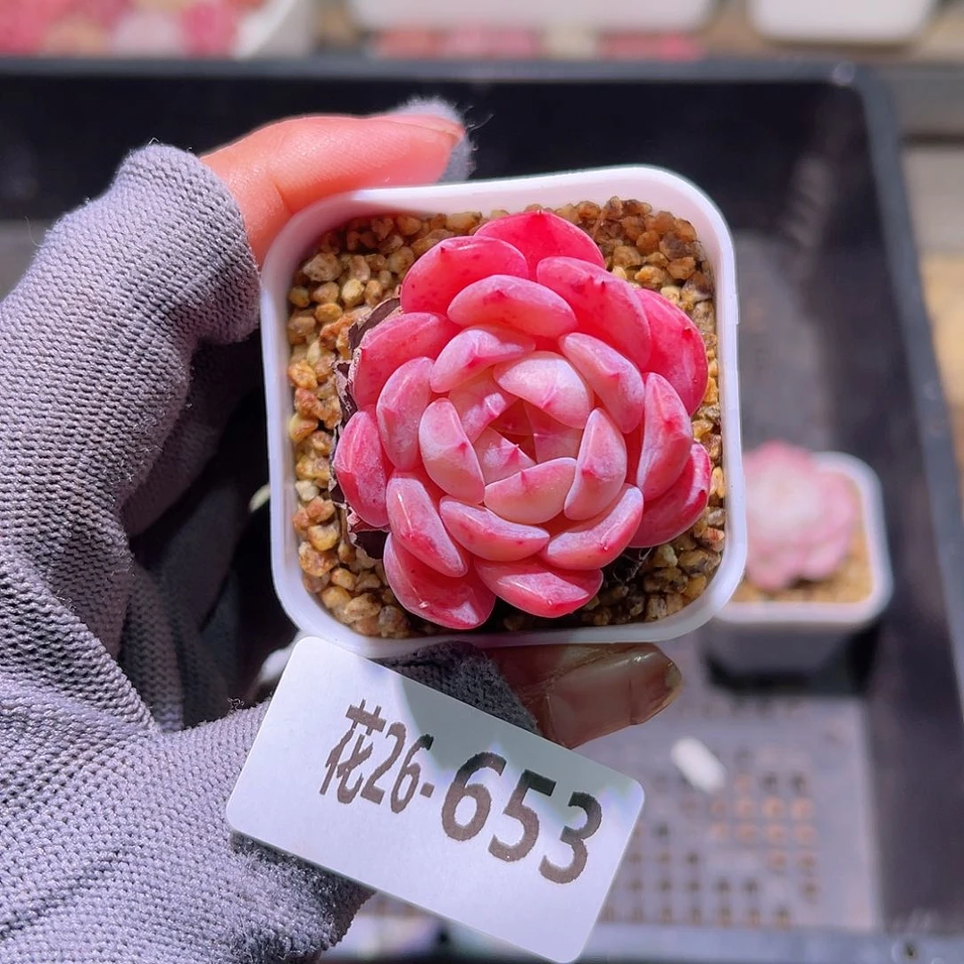 花26-653春园单头
