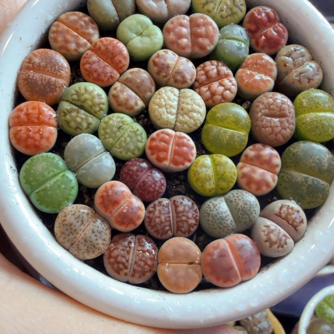 惠***子多肉植物福利来咯831