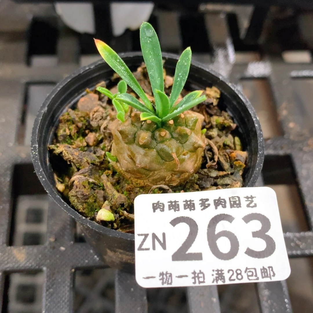 肉萌萌拇指盆精控多肉ZN263