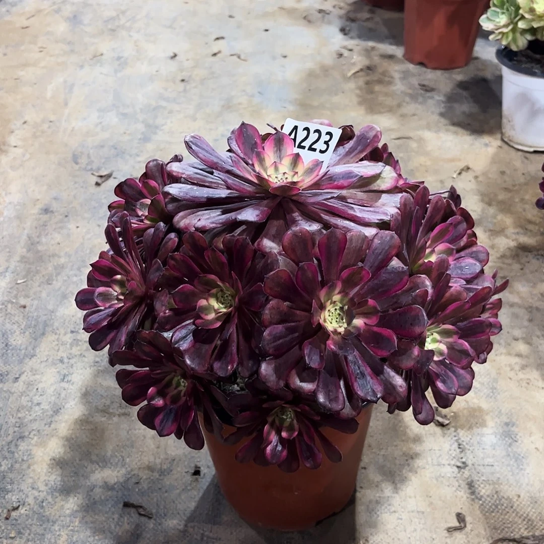 多肉植物美姬变异223多肉