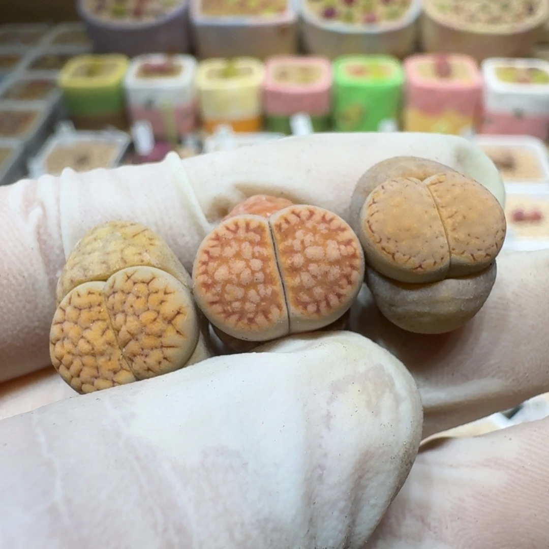 1**10306-06饼干编号217