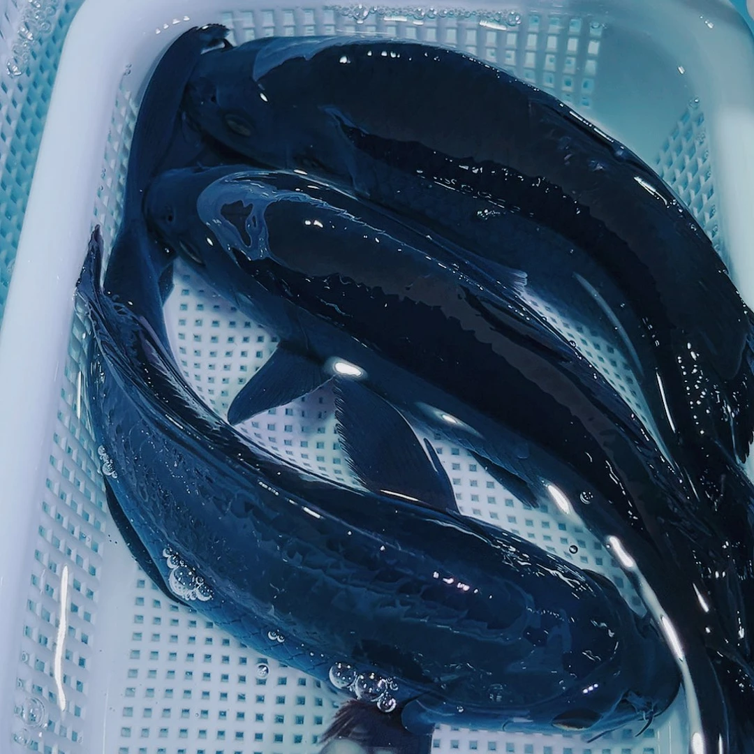 锦鲤锦鲤冷水鱼观赏