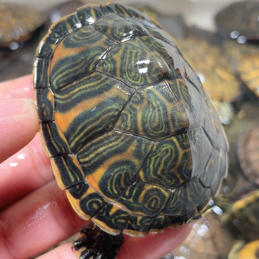 宠物龟不分公母6.7