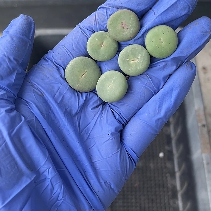 双11福利，脱土发，满28包邮