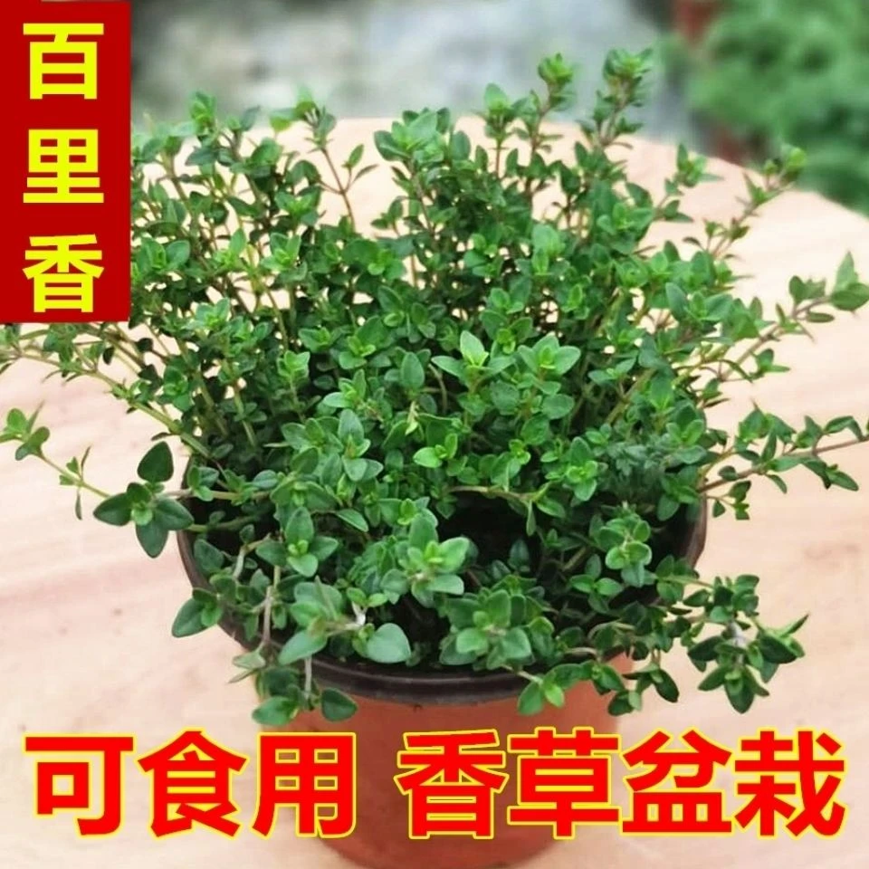 可食用百里香盆栽室内驱蚊植物带香味绿植客厅除异味净化空气花卉