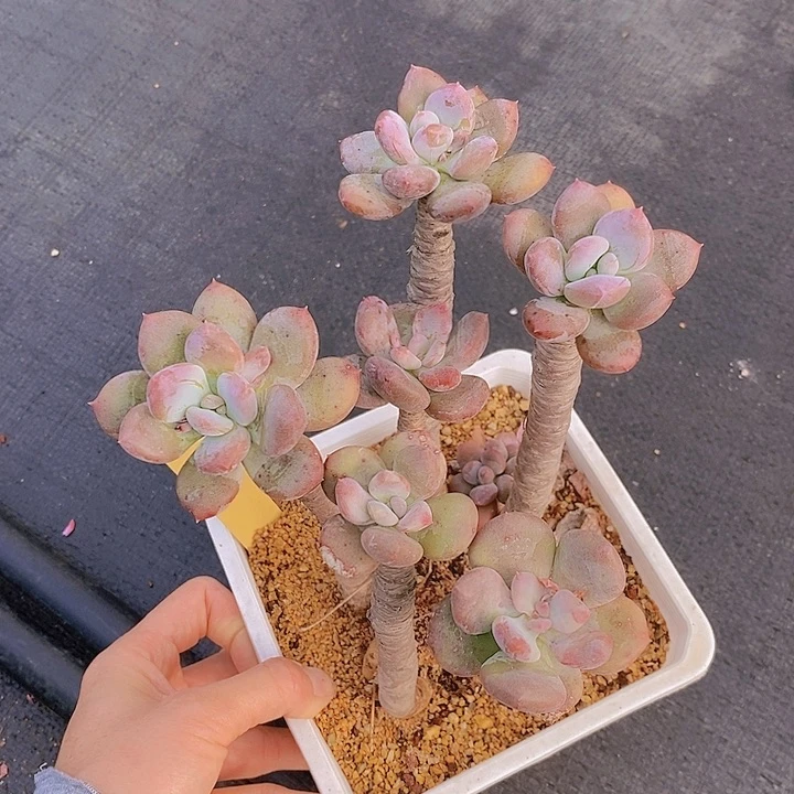 533多肉植物老桩