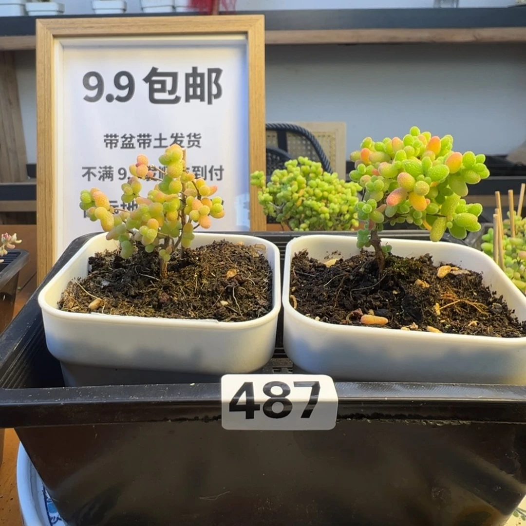 枝干番杏多肉植物487
