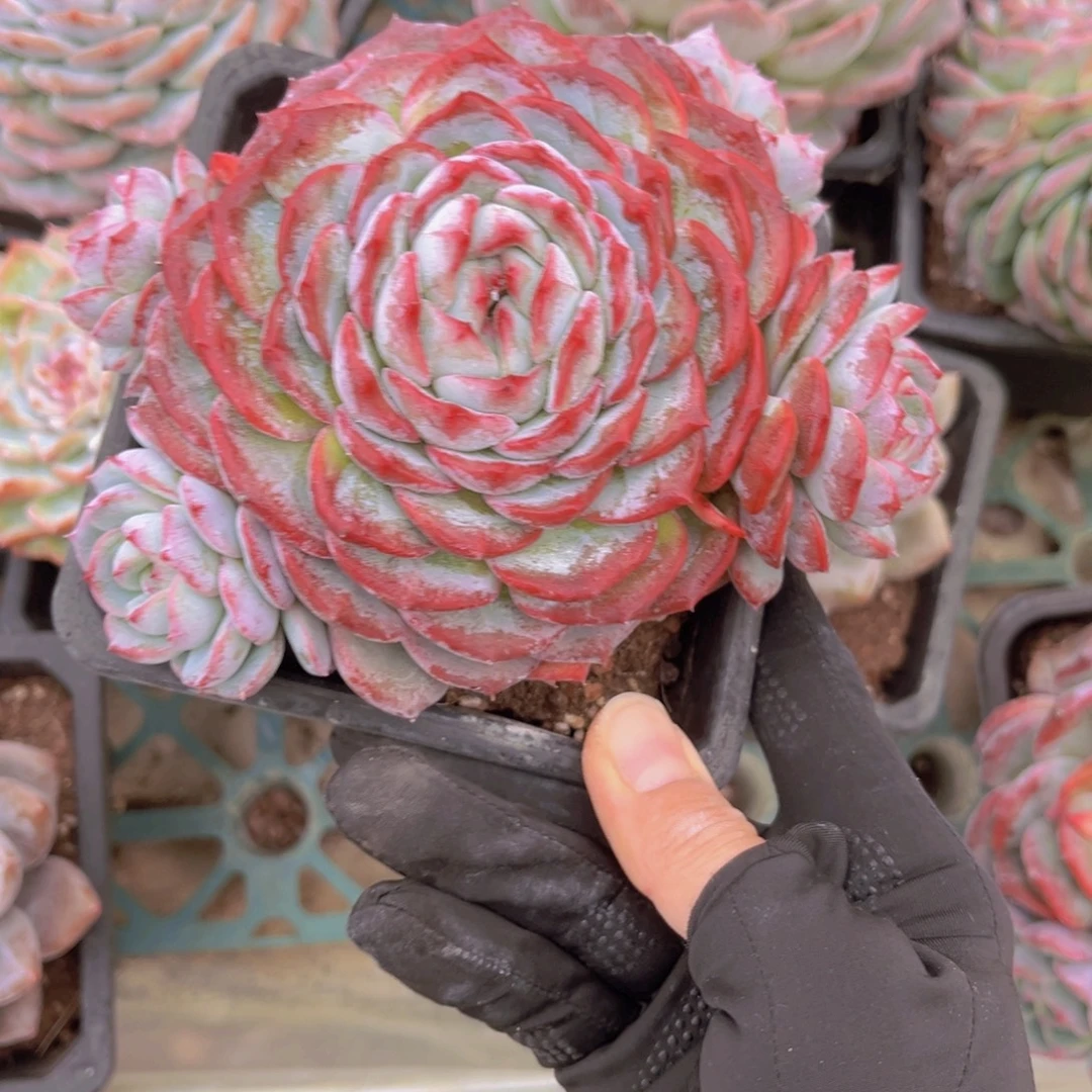 15公分香提卡999支卡9999999