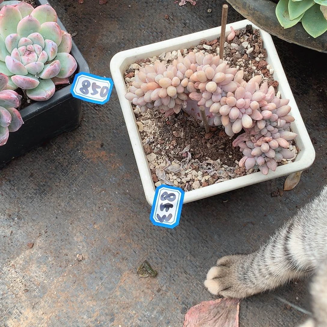 853汤圆缀 一物一拍多肉