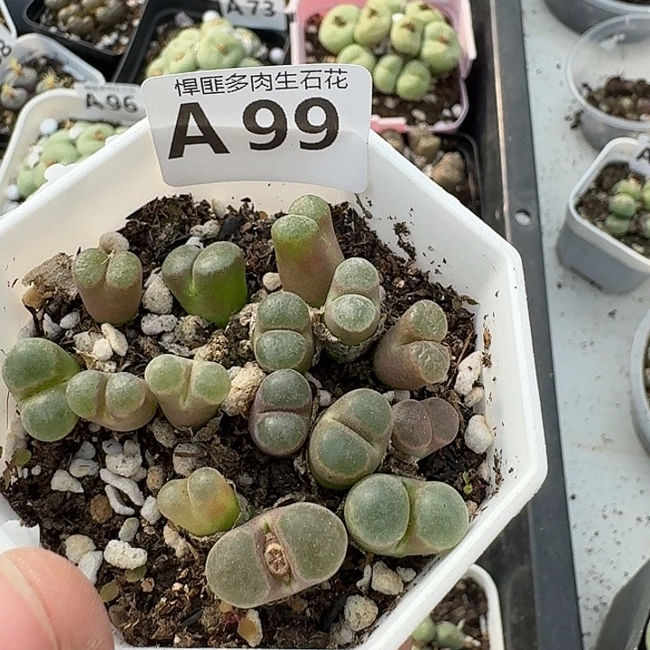 99多肉植物多肉植物