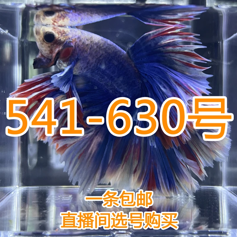 泰国精品斗鱼 热带小型观赏鱼 直播间选号购买541-630号 活体发货
