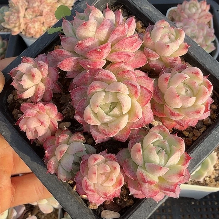 0119-21 女王自然群