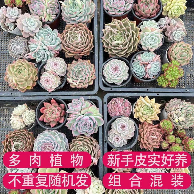多肉植物组合一箱10个