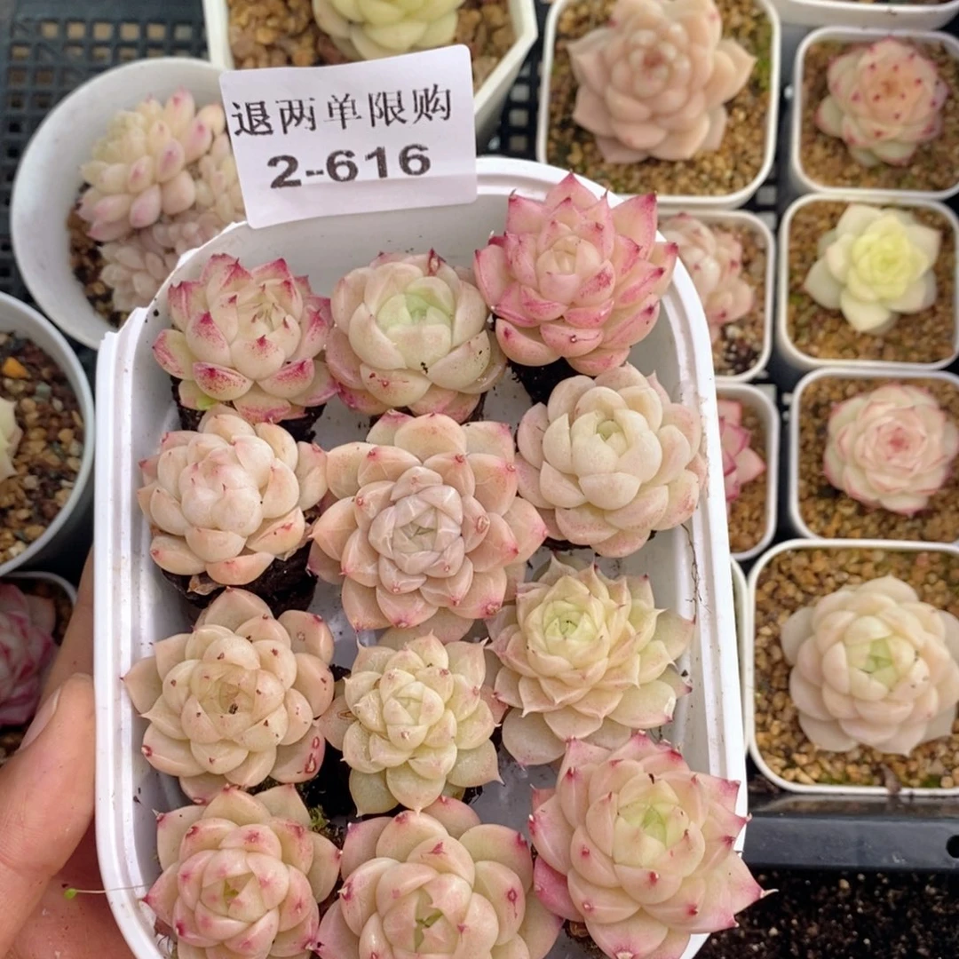 大**女2-616 新疆西藏内蒙不发其他一单包邮两到三公