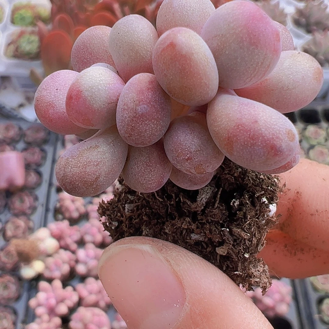 糖果桃蛋5颗19包邮多肉