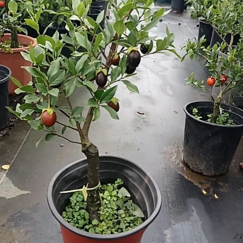 无花朵金弹子盆景园
