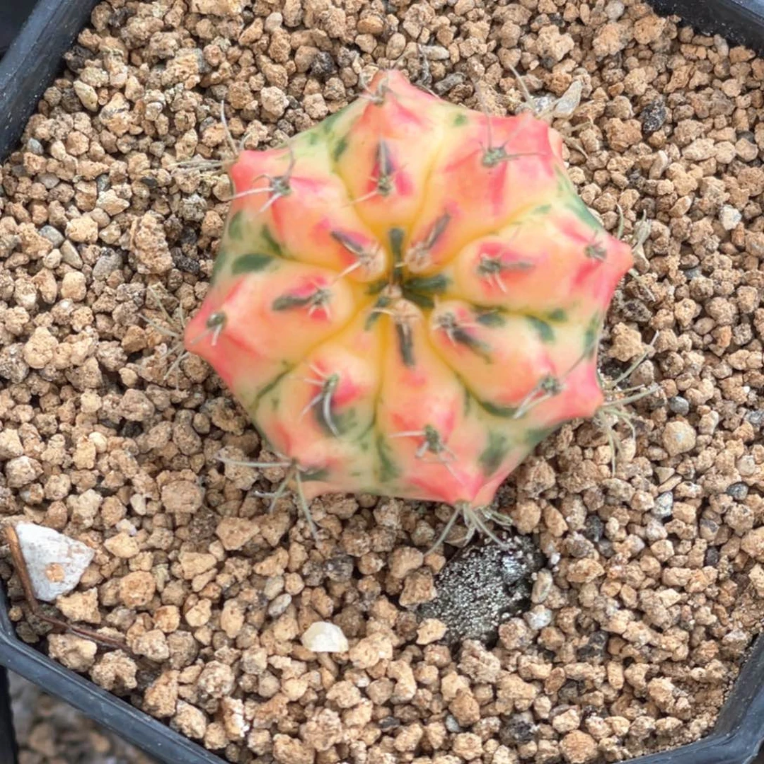 当前无花朵，栽培后可花朵法兰西竹笋