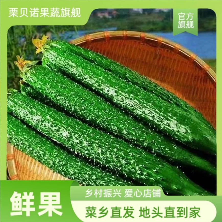 山东寿光当季现摘新鲜黄瓜农家自种蔬菜小青瓜带刺长黄瓜现摘现发