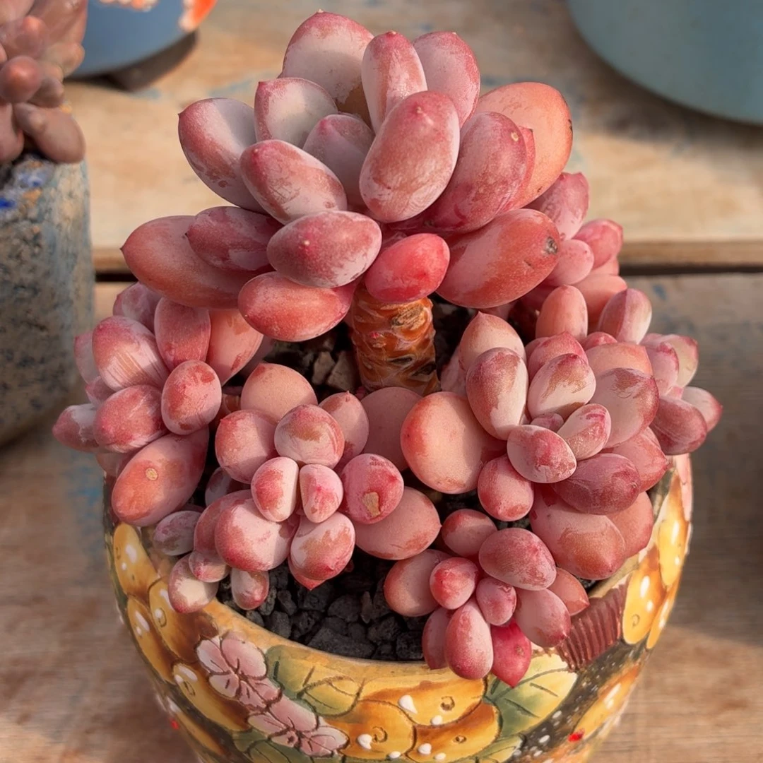 多肉植物 三色奶-4