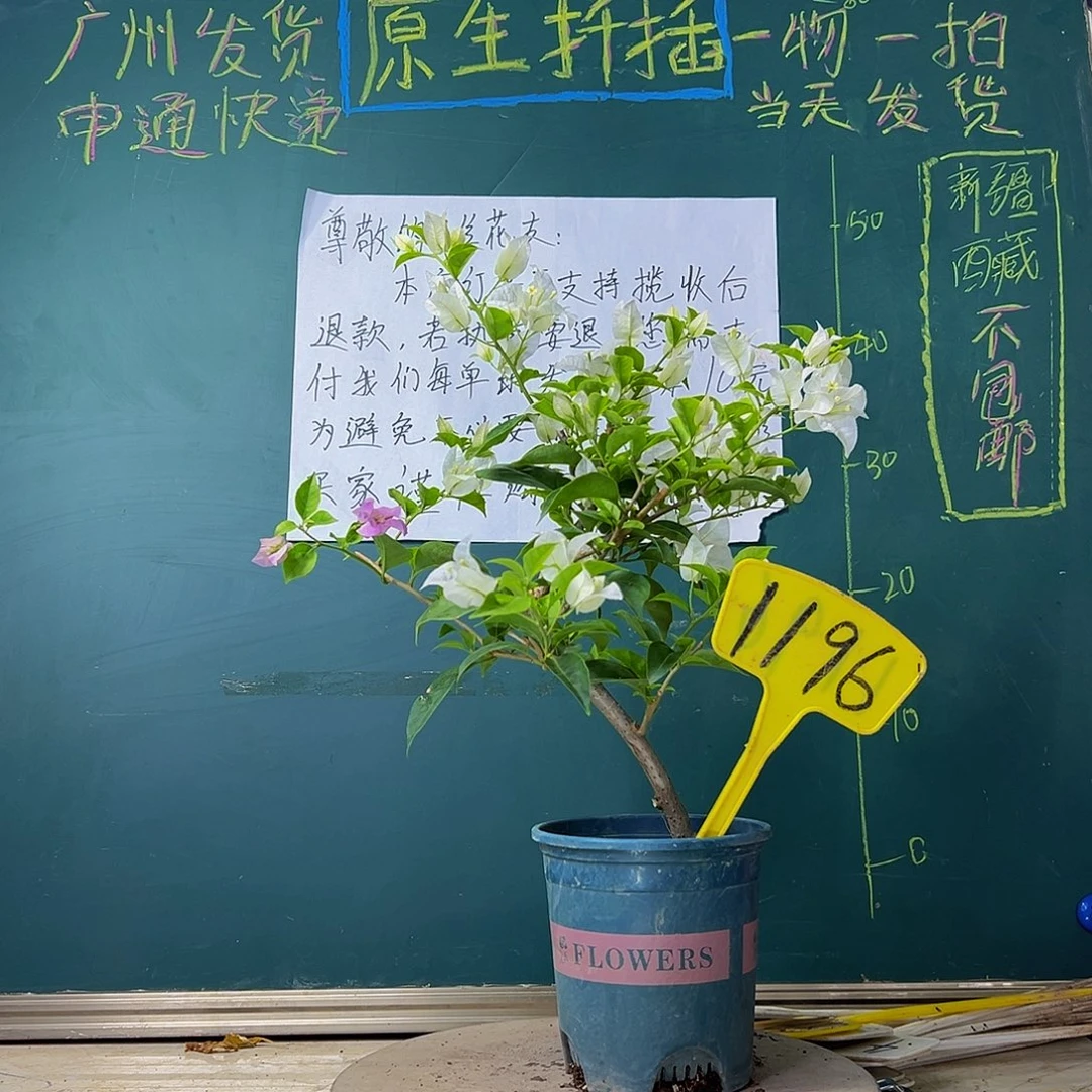 当前无花栽培后可以开花造型 白雪公主1196