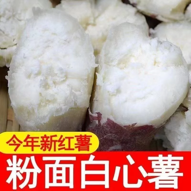 板栗红薯粉糯甘甜干面白心板栗薯白心地瓜新鲜现挖沙地烤红薯粗粮